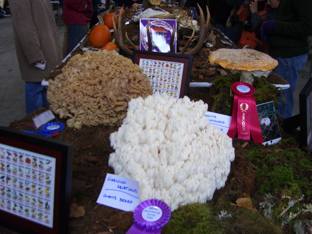 Mt. Pisgah Mushroom Festival, Eugene Oregon Dawns Bloggy Blog